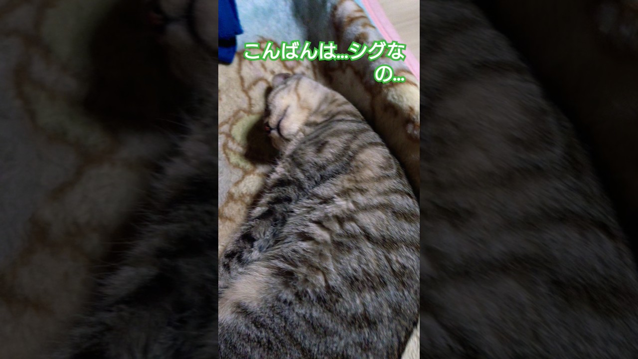 ウタと吹雪が日中暴れお昼寝出来なかった時雨が熟睡した動画うぃず当主様#保護猫 #スフィンクス#猫のいる暮らし#仔猫 #仔猫のいる暮らし