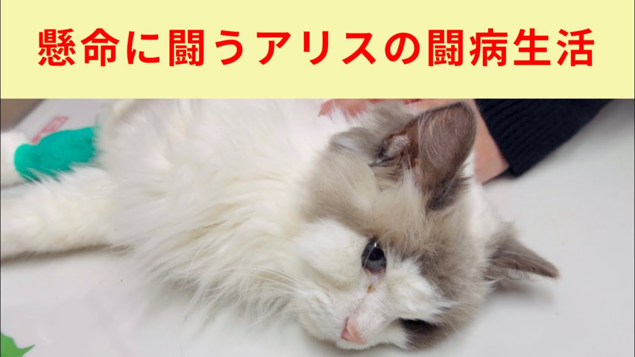 懸命に闘う【ラグドール】アリスの闘病生活①