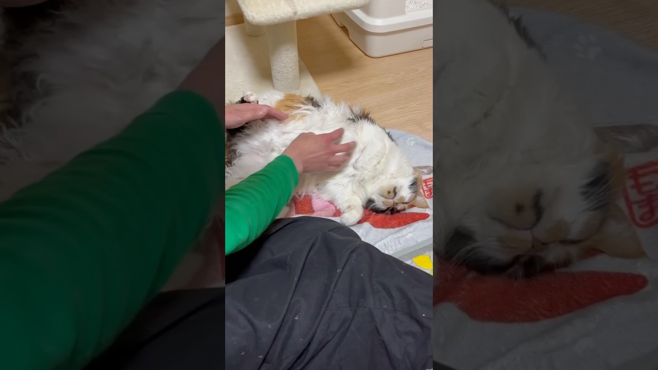 豹変するパンク #cat #メインクーン