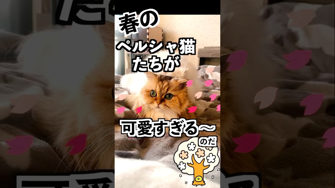 【猫あるある？】春のせいで許しちゃう、ちょっと重い愛情表現#ペルシャ猫#persiancat