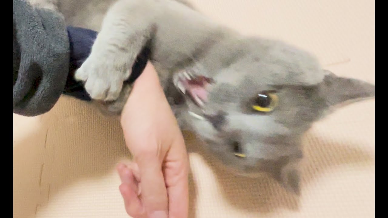 猫の喧嘩を仲裁してなだめていたらそのまま八つ当たりで噛みつかれた