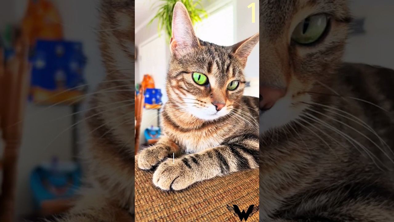Top 5 Rarest Cats in the World! (You Won’t Believe #1!)