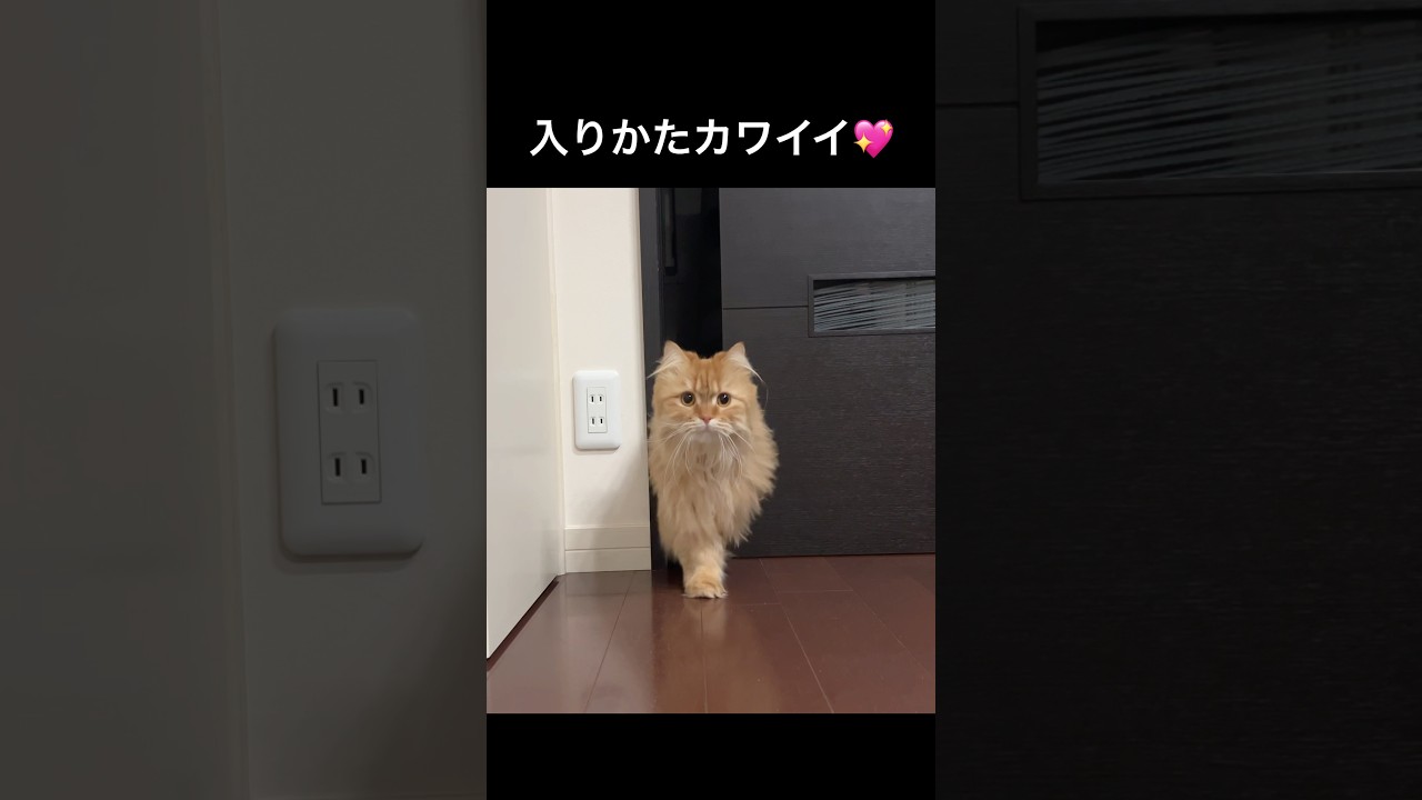 猫は頭が通れば細いところも入れるのだ　#猫のきなこもち