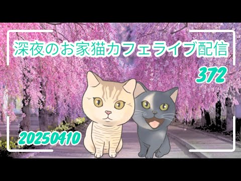 深夜のお家猫カフェライブ配信 ３７２