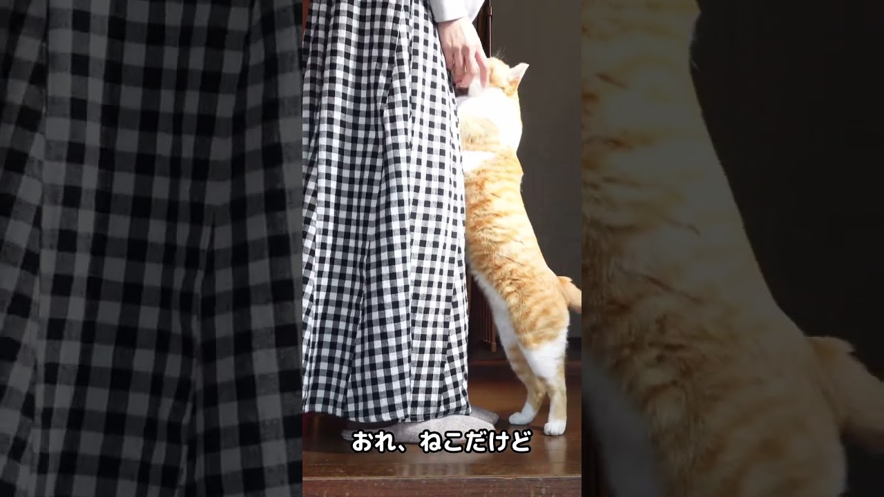 おれ、チャチャ#元野良猫チャチャ #shorts