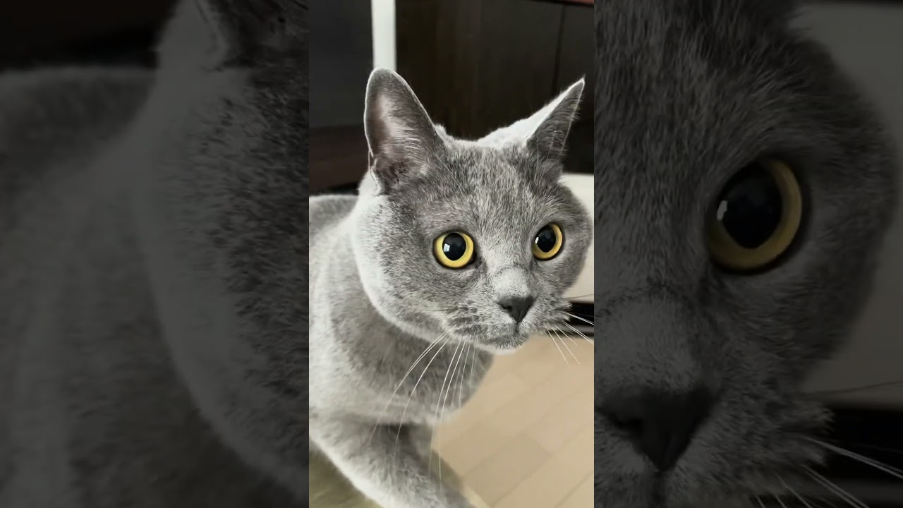 OIIAシャルトリュー　#cat #funny #dance #シャルトリュー  #猫 #ねこのいる生活