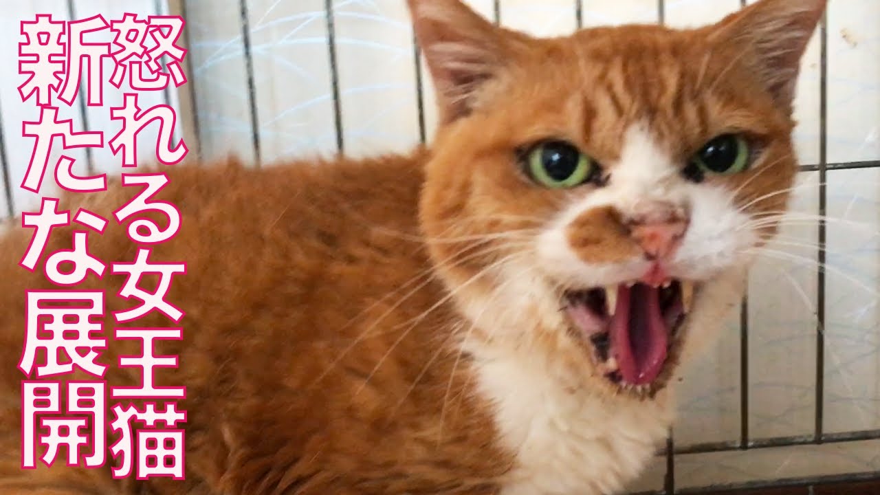 心を閉ざした女王猫、仲間の猫を看取った後　After  End-of-Life Care of the fatal cat