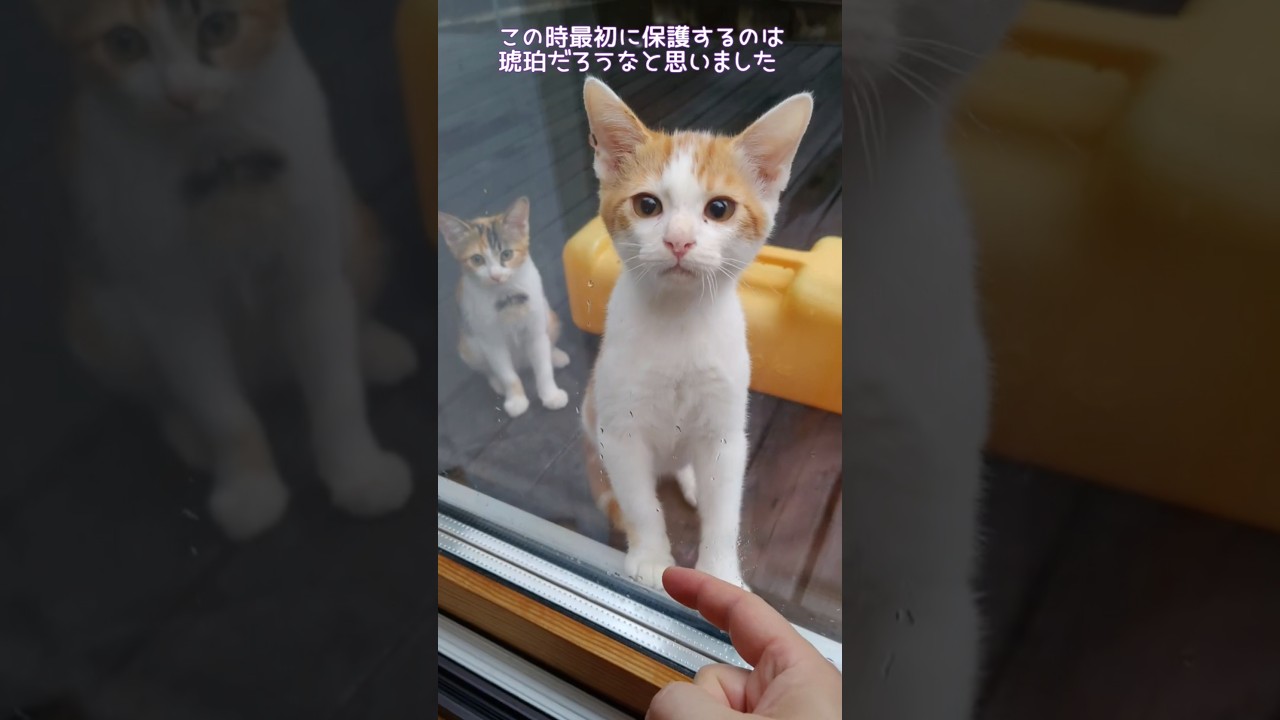 6ヶ月前を思い出す😿🥹　#shorts, #にゃんこ, #保護猫, #猫, #cat, #仔猫, #野良猫