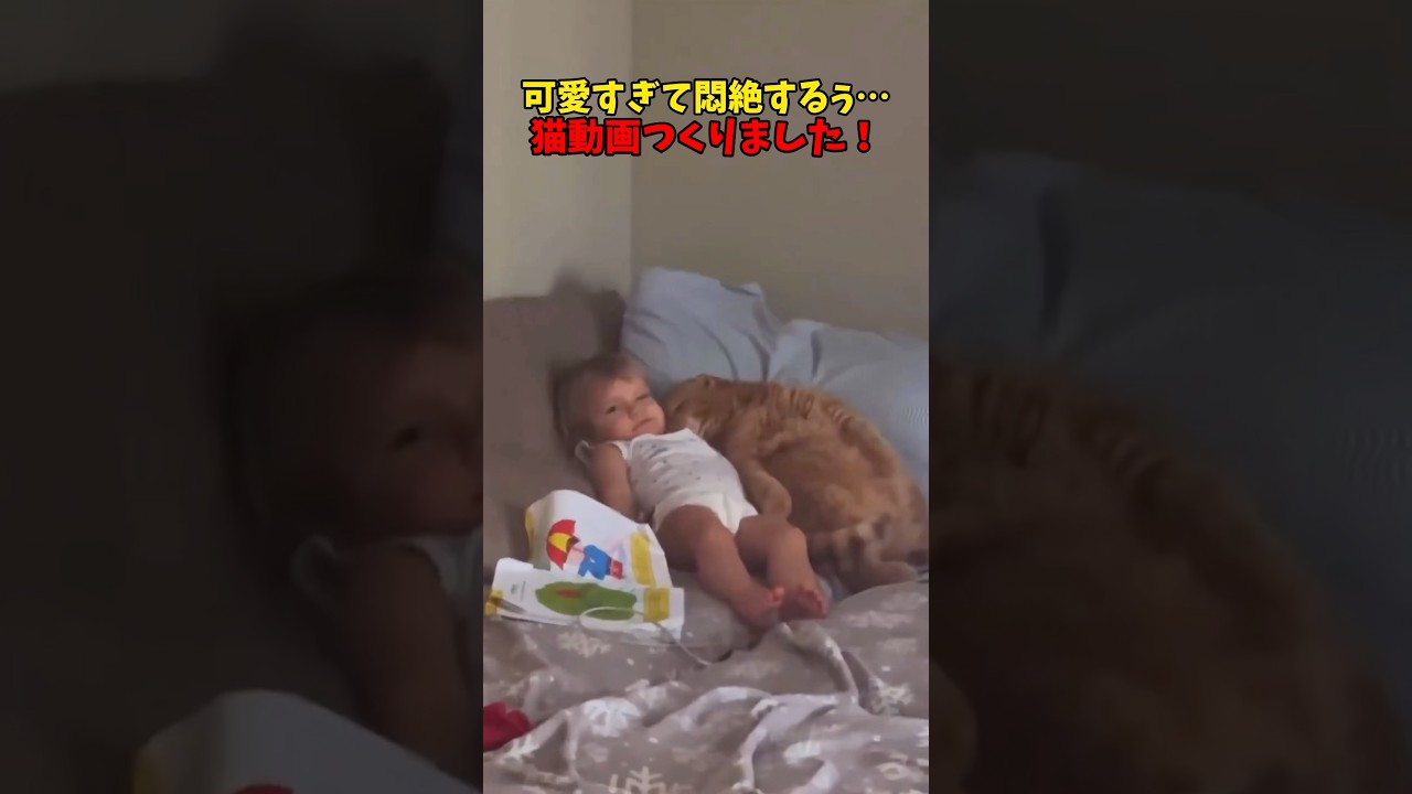 可愛すぎんだろぉ〜🥰 #cat #cats #ねこ #猫