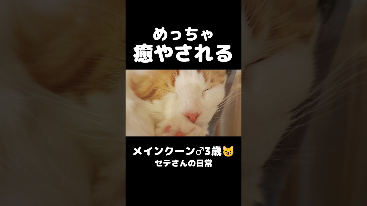 大型猫のいびき #猫のいる暮らし #猫 #メインクーン