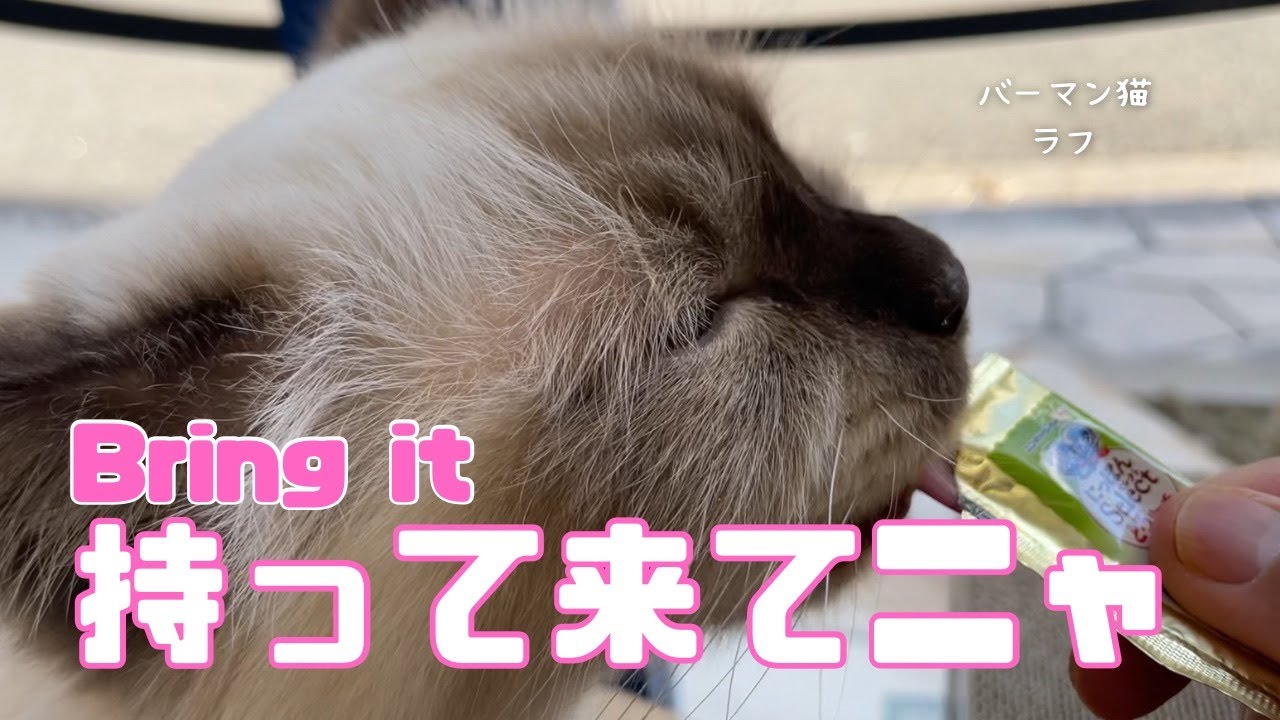 バーマン猫ラフとウリ【持って来てニャ】Bring it（バーマン猫）Birman/Cat