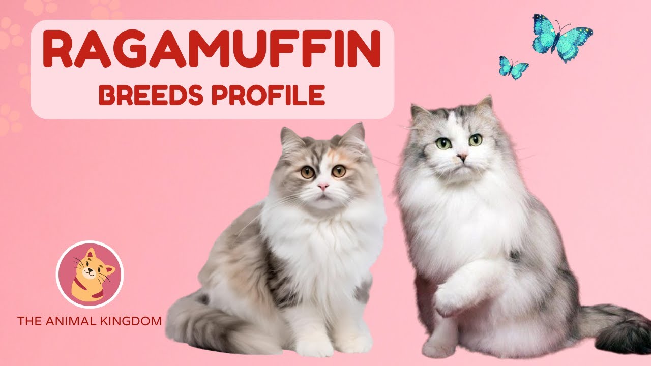 Ragamuffin Cat 101 – History ,Traits, Personality, Price & Lifespan