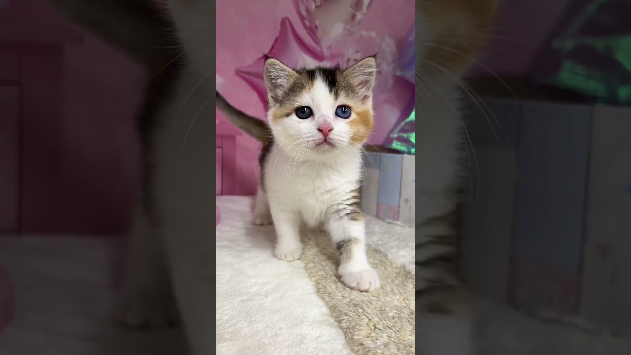 【ご家族様募集中】オッドアイ！長足マンチカン女の子♡ #cat #かわいい子猫 #kitten #子猫 #cute #子猫ブリーダー #長足マンチカン #マンチカン