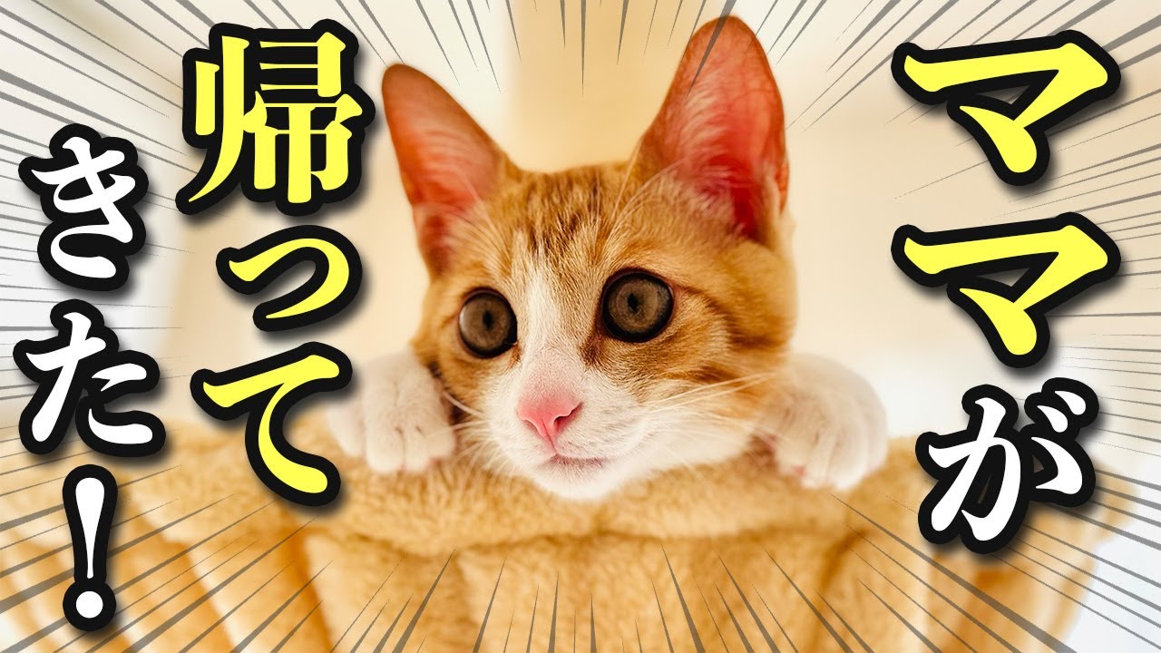 【生後3ヶ月】道端で独りぼっちだった子猫、ママの帰宅で甘えん坊が爆発【保護猫】