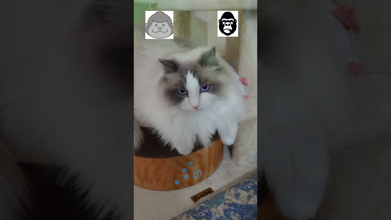 ゴリラは可愛いって伝えなきゃ #cat #ラグドール