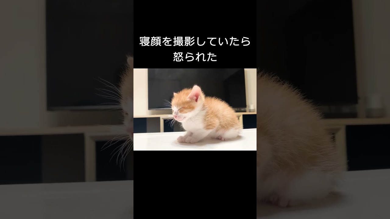 寝顔を撮影していたら怒られた #保護子猫 #子ネコ