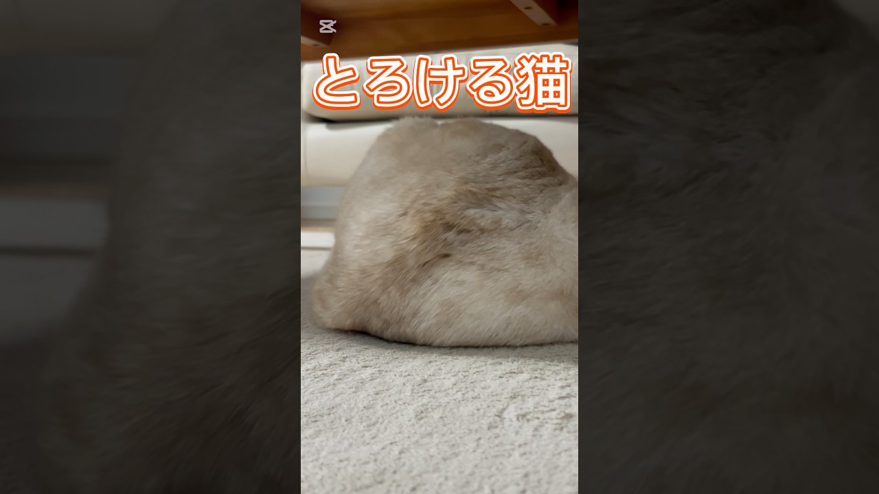 almond chocolate溶けた#猫のいる暮らし #スコティッシュフォールド