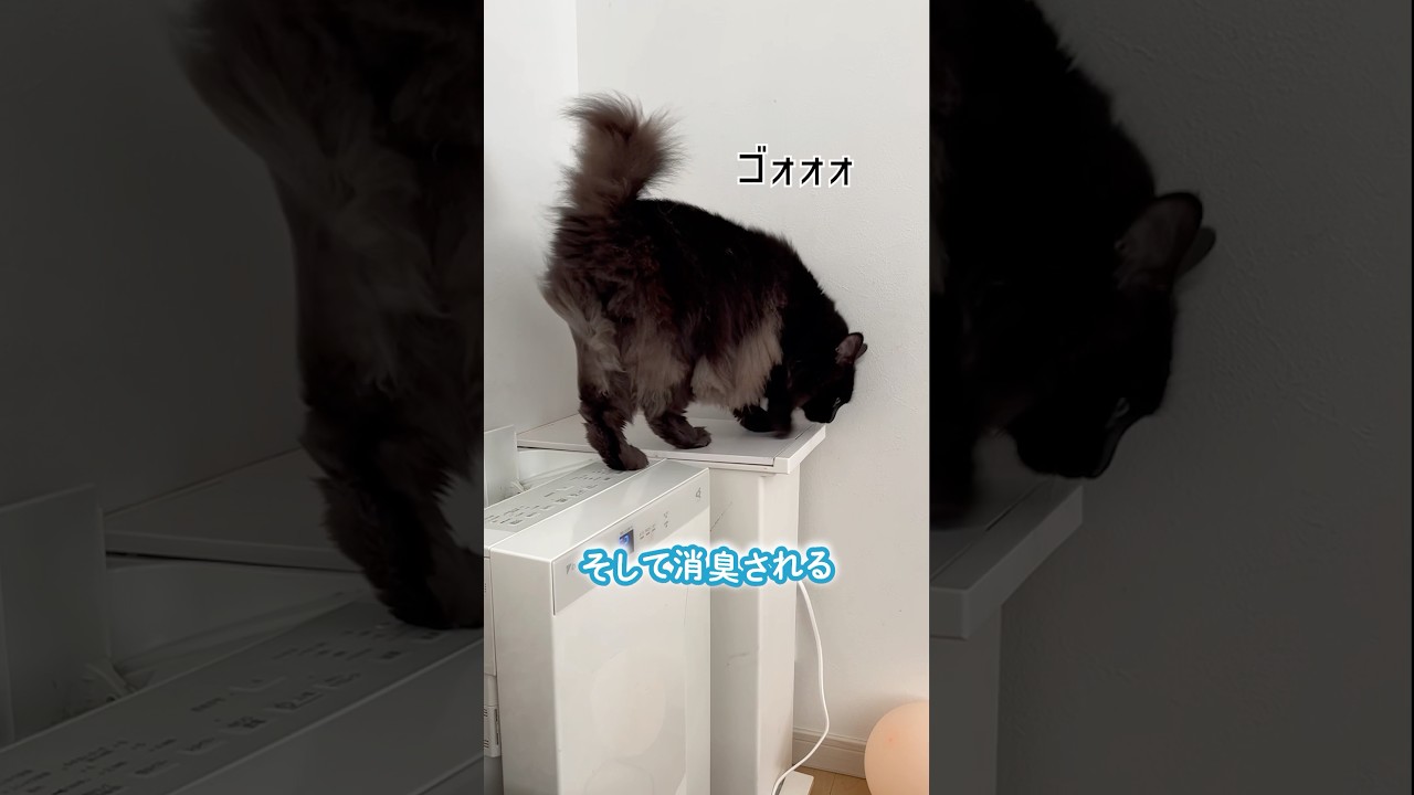 足を滑らせたり消臭されたりする猫が可愛い　猫はいい匂い　#猫