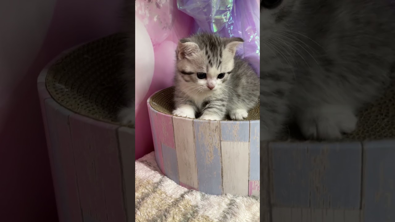 【ご家族様募集中】短足マンチカン男の子♡ #cat #かわいい子猫 #kitten #子猫 #cute #子猫ブリーダー #短足マンチカン #短足ミヌエット