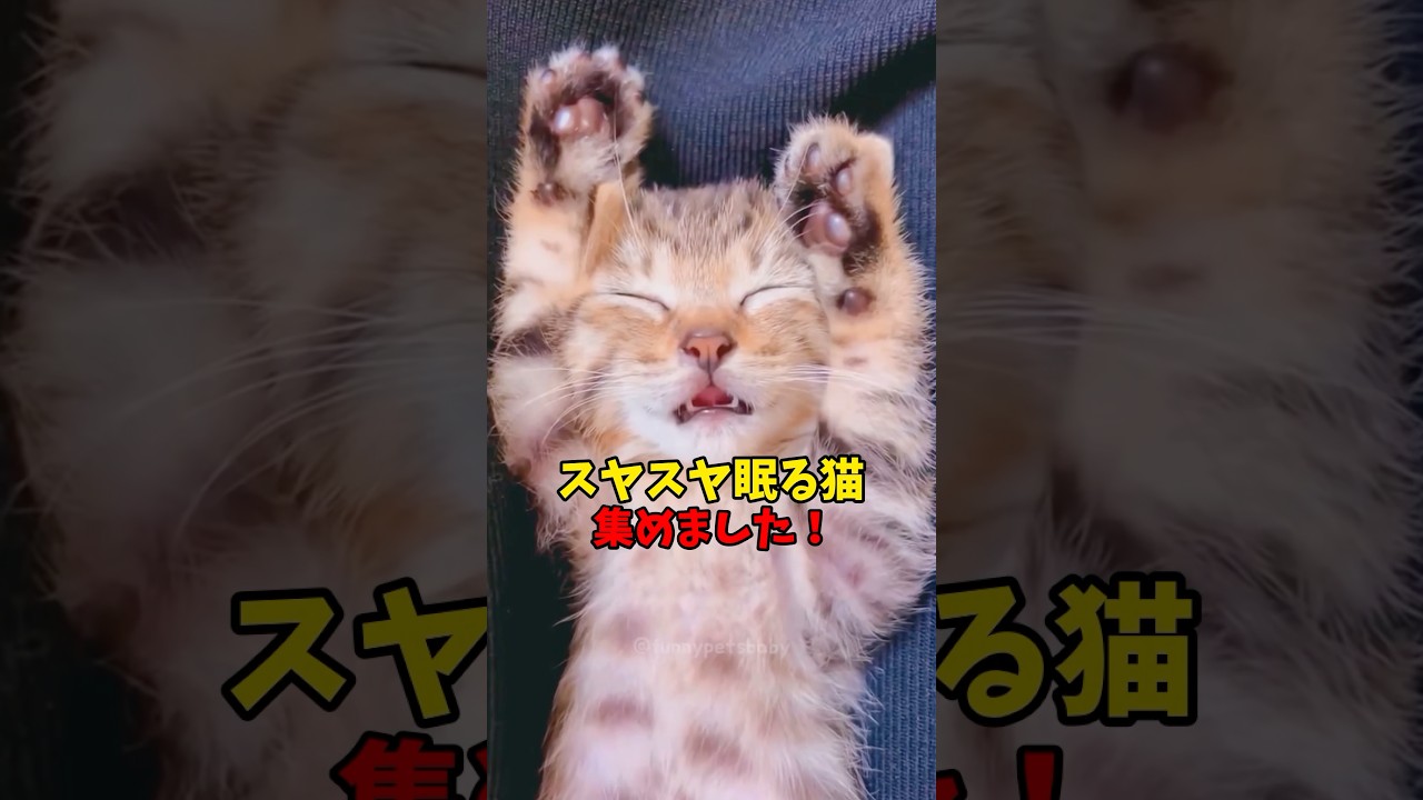 🛌💤 #cat #cats #ねこ #猫