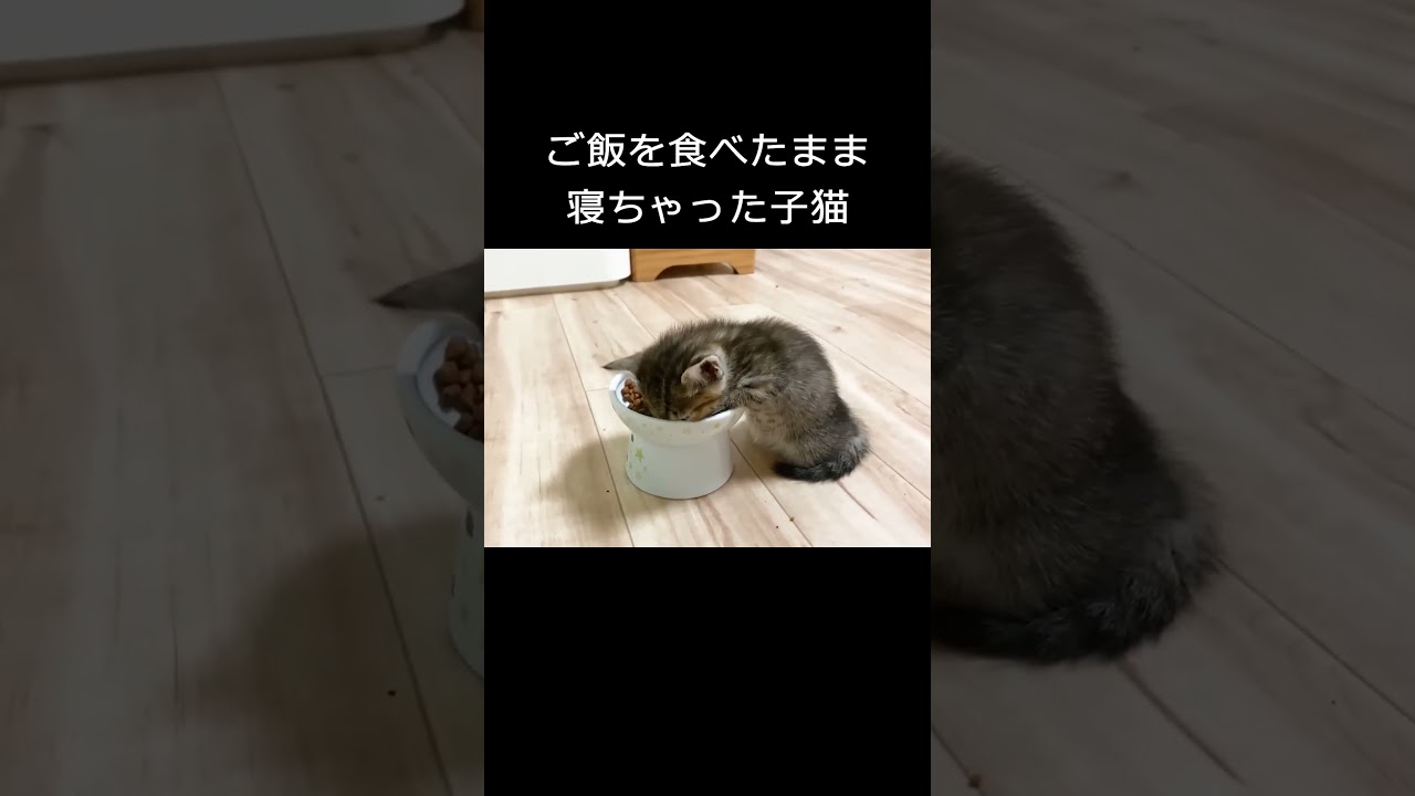 ご飯を食べたまま寝ちゃった子猫  #保護子猫 #cat
