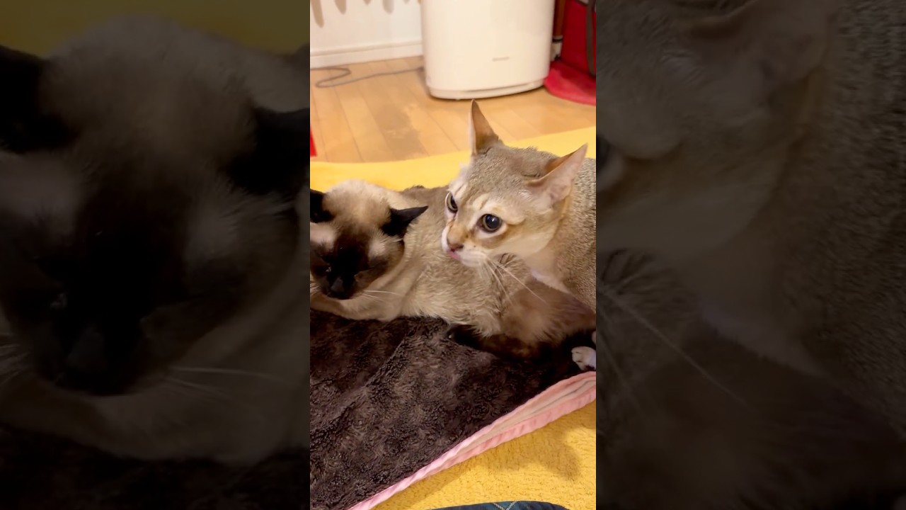 たぬき猫のペロペロをサクッとよけて自分ばかりペロペロするシンガプーラなのにゃ♪#cat #シンガプーラ #トンキニーズ#たぬき猫#singapura#tonkinese