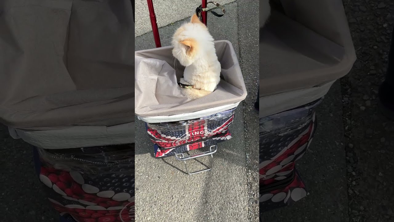 ♥チーノの日常【😺ここはどこですか？】ホワイトヒマラヤン14歳　#shorts　#cat　#pets　猫好き　癒し