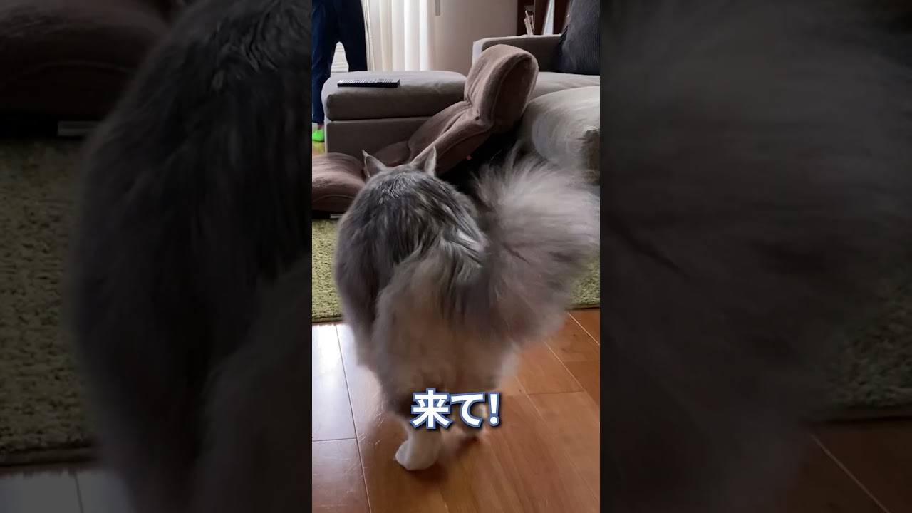 やばい！助けて！と言う言葉に反応する大型猫#メインクーン#shorts