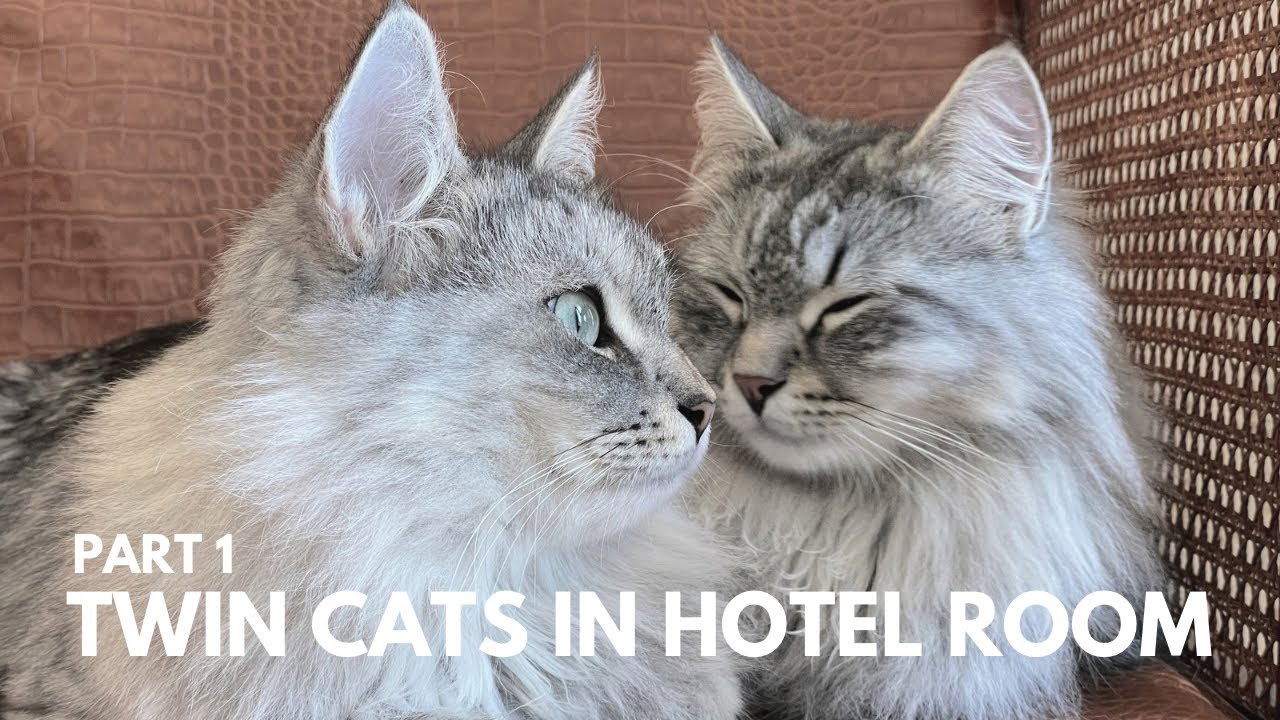 I took my cats to a hotel - Part 1