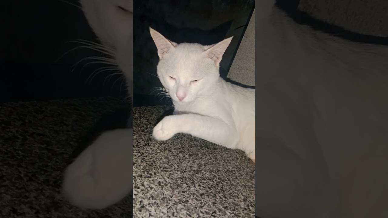 Meet the Adorable Daisy