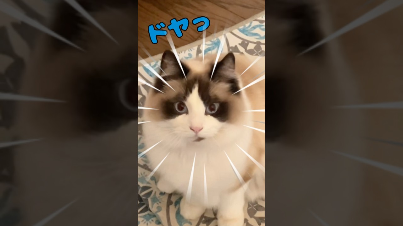 ハク様喜びの舞　#猫  #cat  #ラグドール