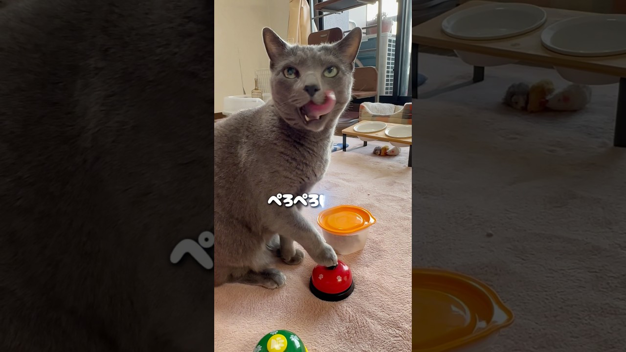【ロシアンブルー】今朝のめろんのおねだり🤗いつも通りに感謝❤︎【猫】#shorts