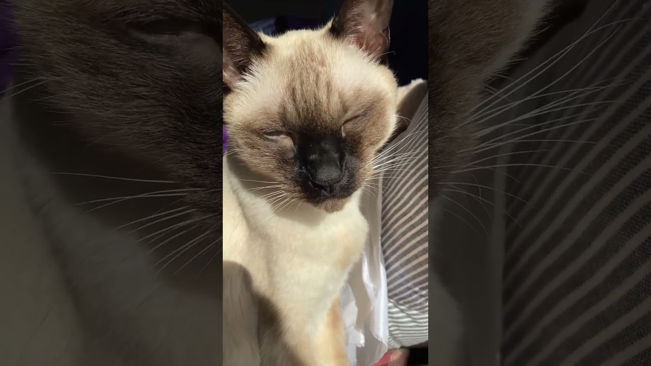 シャム猫ムーン🌙チャンネル・黄昏ムーン💕 #しゃむねこ #siamese ＃黄昏日向ぼっこ