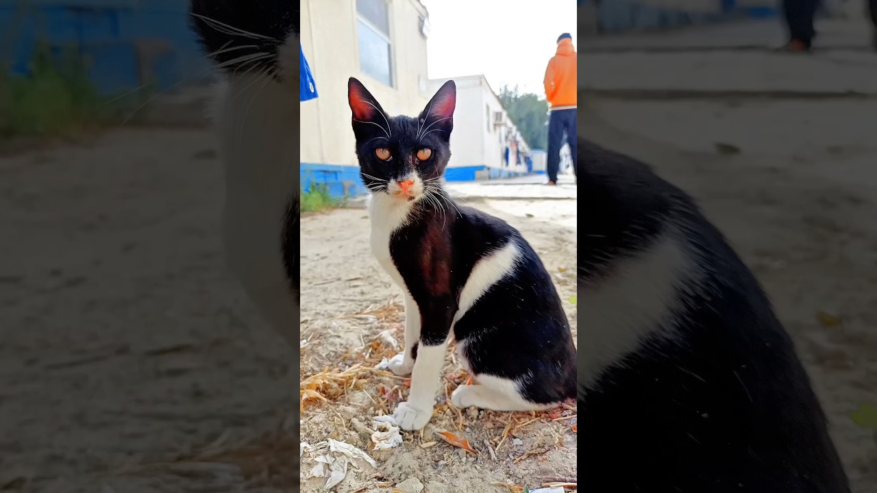 CAT 😺 #cat #catvideos #funny #catlover #kitty #varshakvd #shorts #shortvideo