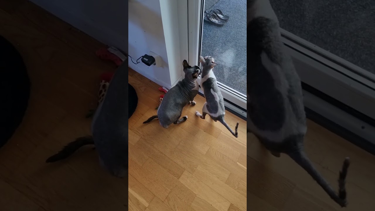 Let Us Out, Hooman! The World Won’t Save Itself! 🙀🌎