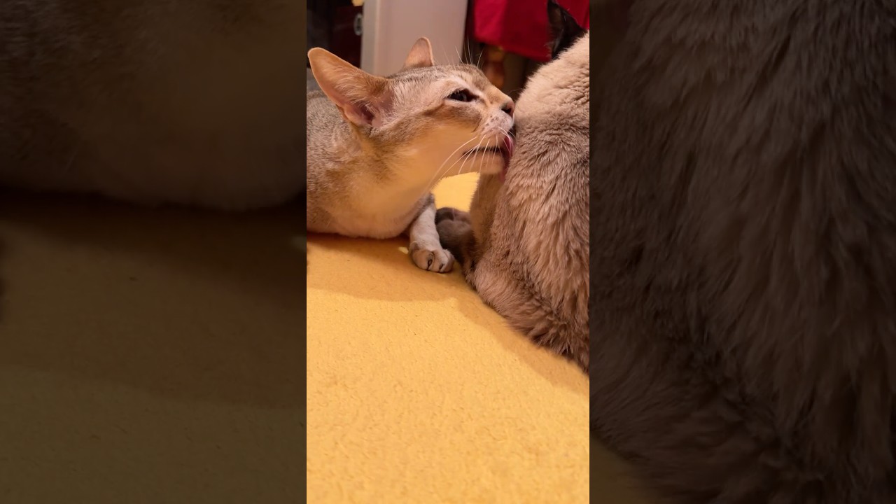 たぬき猫がよそ見をしているうちにぺろぺろしまくっちゃうシンガプーラなのにゃ♪ #cat #シンガプーラ #トンキニーズ#たぬき猫#singapura#tonkinese