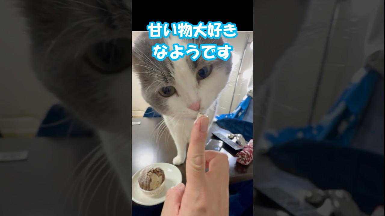 アンジェリーナが大好き #ミント君 #アメリカンカール #甘い物好き #アンジェリーナ #猫動画
