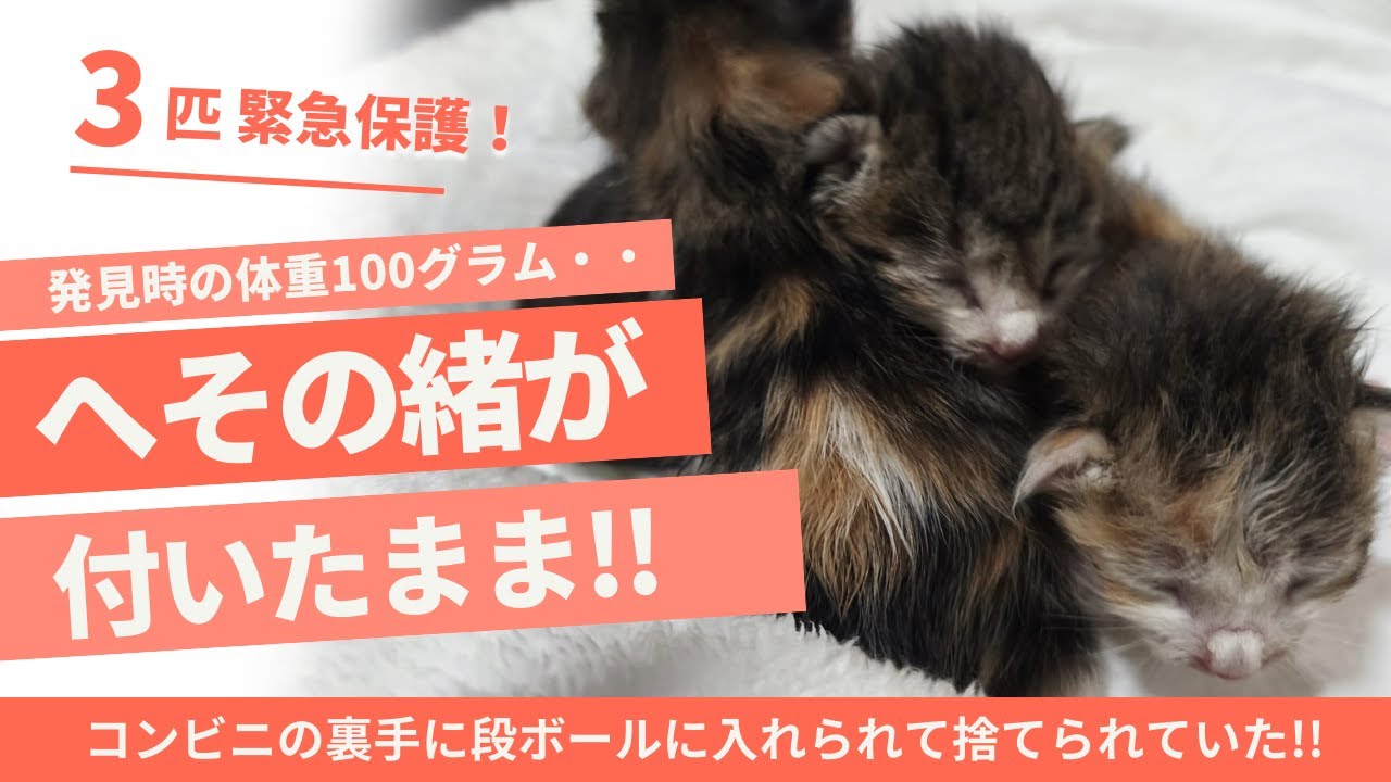 【保護猫 子猫】へその緒が付いている子猫を保護。コンビニ裏手に捨てられて低体温で発見・保護された子猫　生後1日～2日