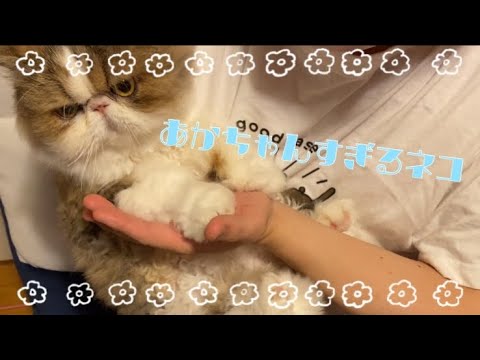 【癒し】赤ちゃんみたいに抱っこします。【ペルシャ猫】