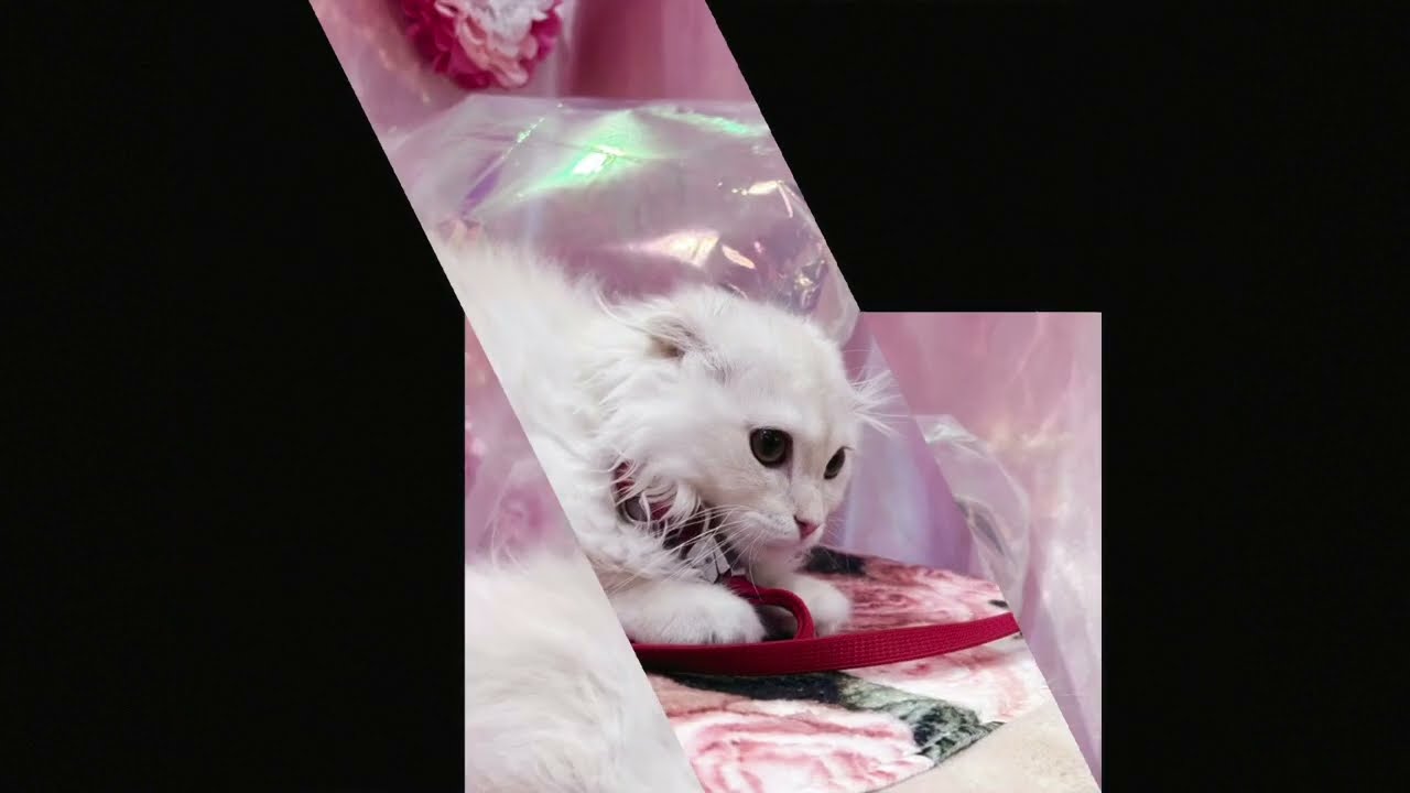 【スコティッシュフォールド】日常
