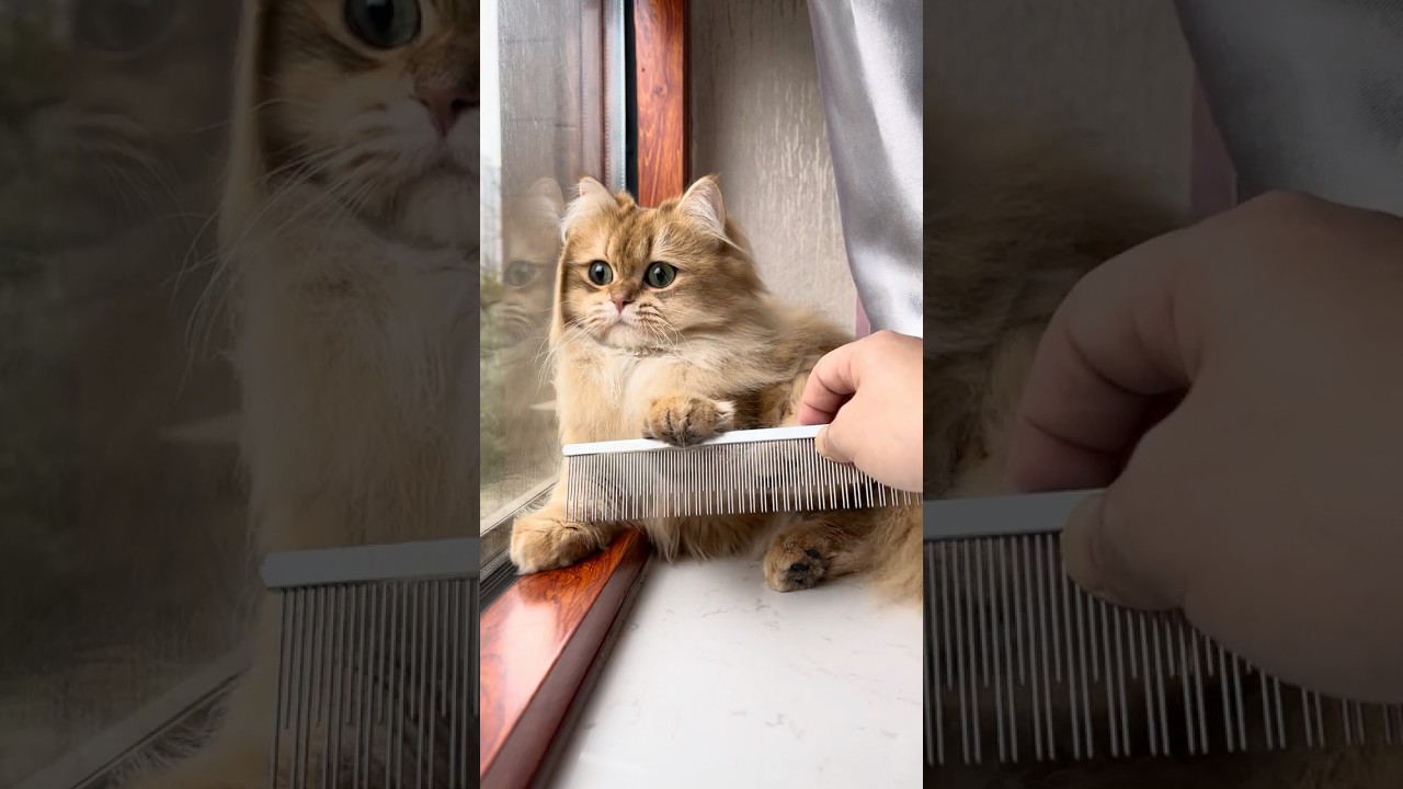 Struggles of Grooming a Cat: Meet Ahoo #siberiancat #cats #catshorts #catbrush