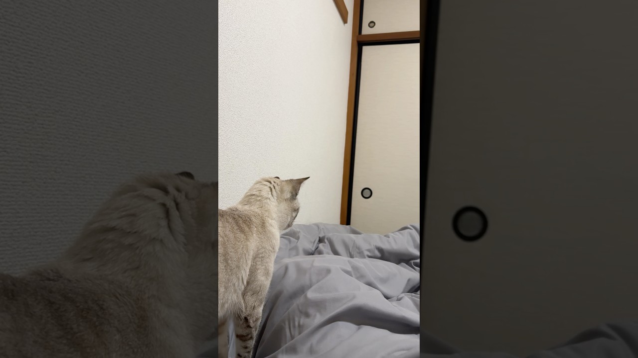 寝る前のもぞもぞ遊び！　#シャムトラ #元保護猫 #シャムミックス  #cat #猫耳 #kitten  #猫耳 #siamesemix