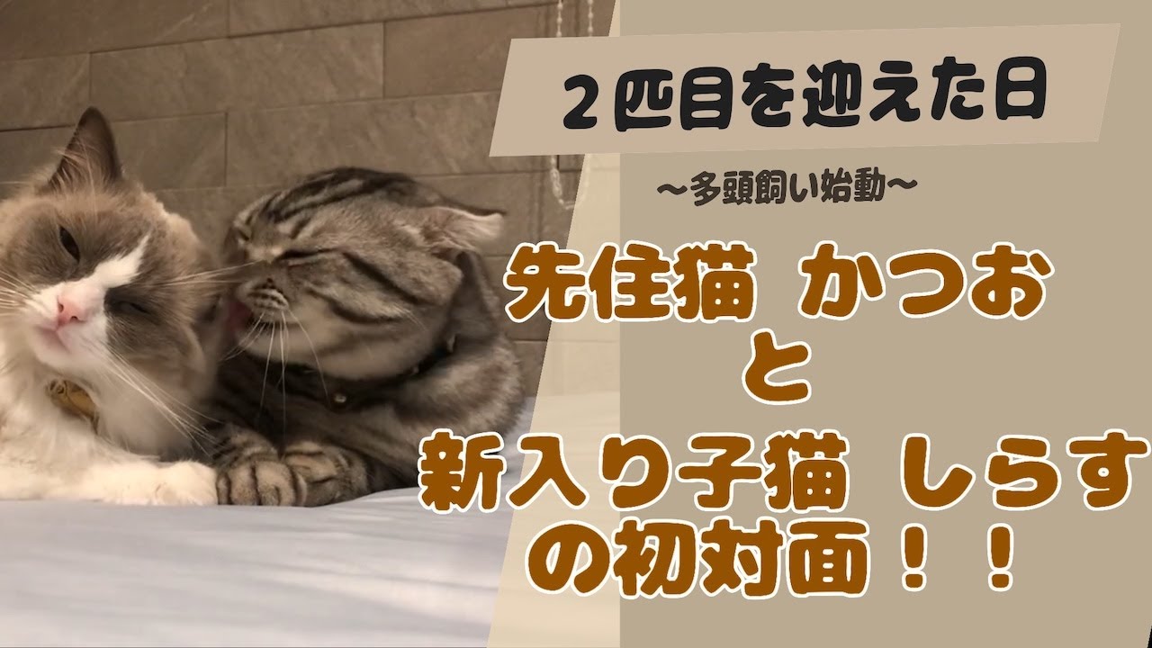 初めての#多頭飼い |ラグドールとスコティッシュフォールド|