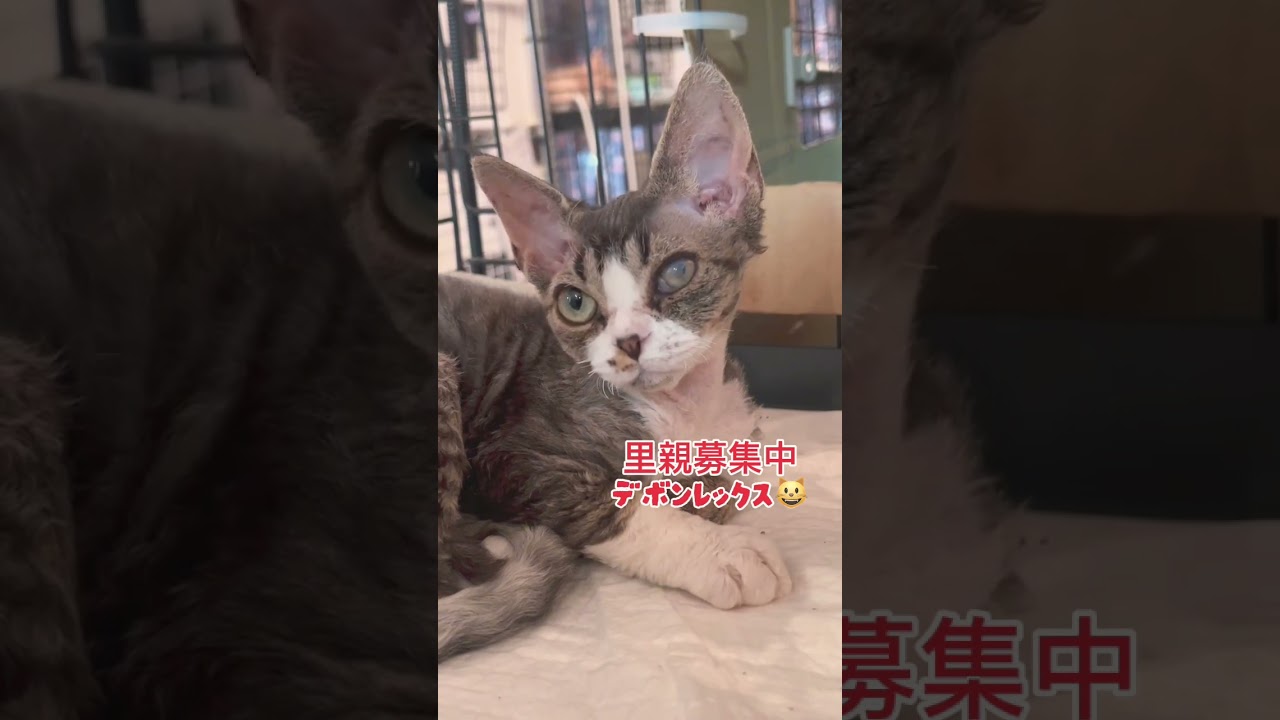 #デボンレックス  #里親募集中子猫アゴはネコ