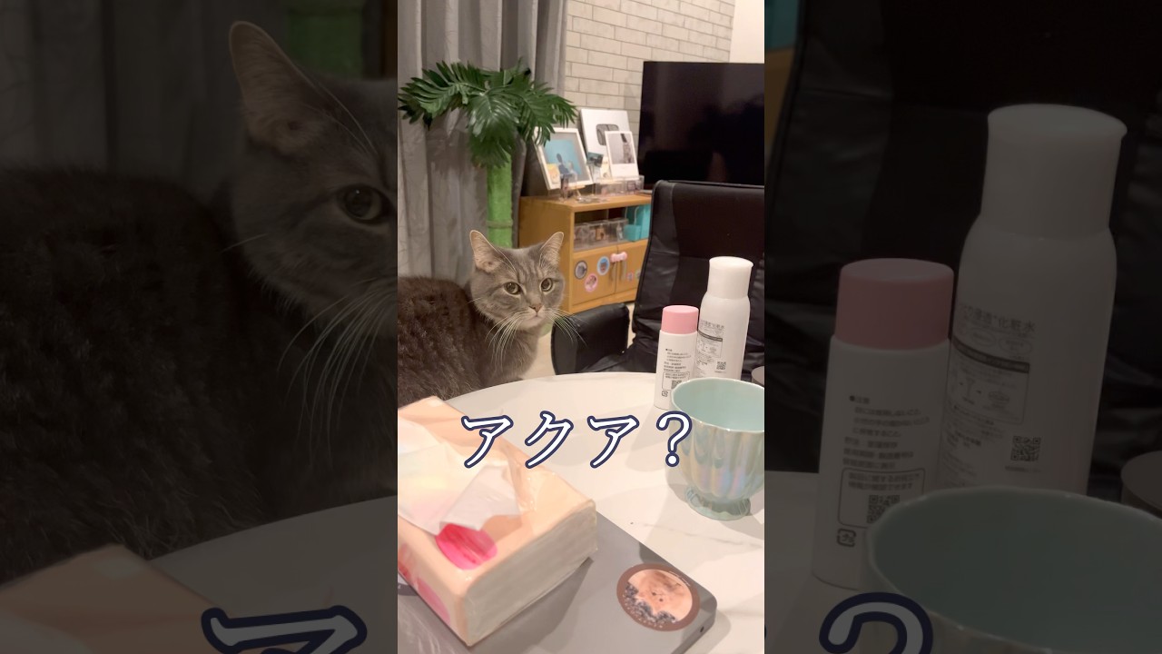 飼い主ってすぐこうなる#shorts #猫 #マンチカン