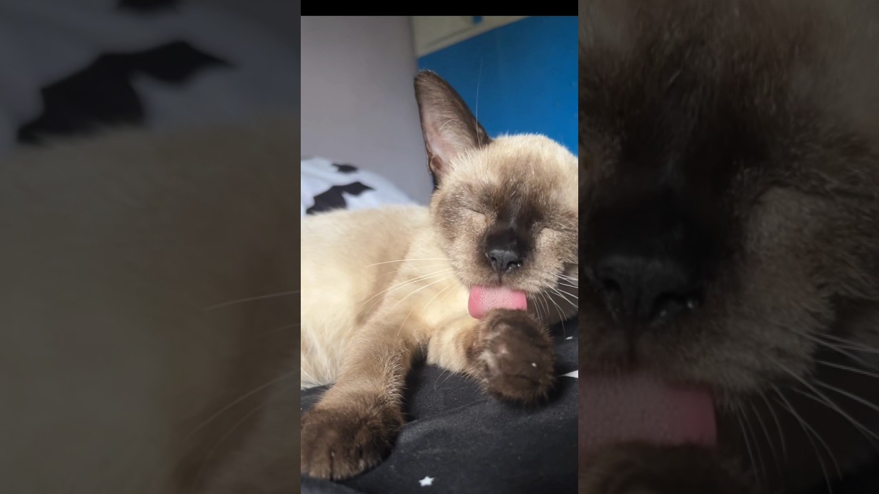 Grooming herself (Slowly) #jangjangdaily #siamese #groomingcat