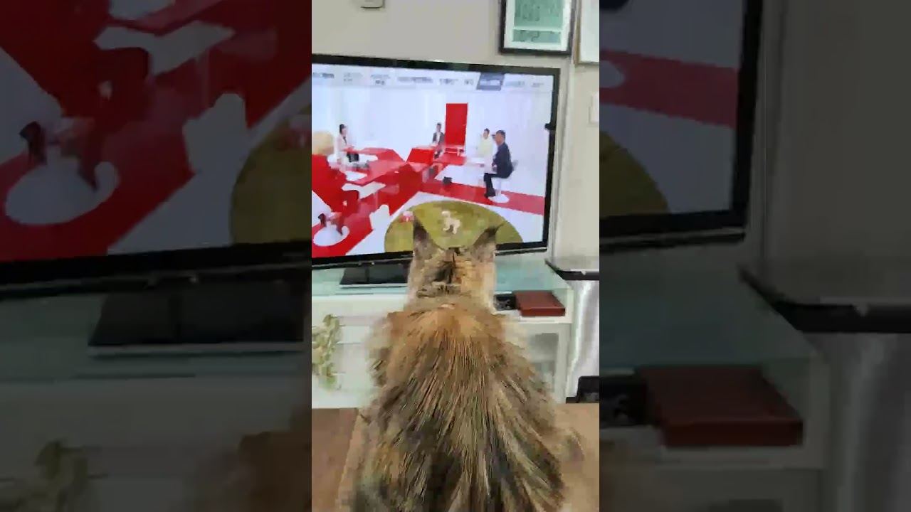 アイボを興味深く見ているイドゥナさん♥＃メインクーン＃オノクーン＃ブリーダー＃東京 #cat #子ネコ #好きな子猫 #kitten