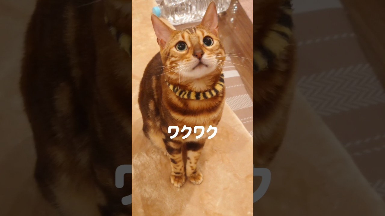 【あ〜。忙しい！ベンガル猫】毎日ワクワクが止まらん。ルーティンが多すぎるうりくん。可愛すぎるお供 #ベンガル #cat #youtube #猫のいる暮らし #ねこ #shorts
