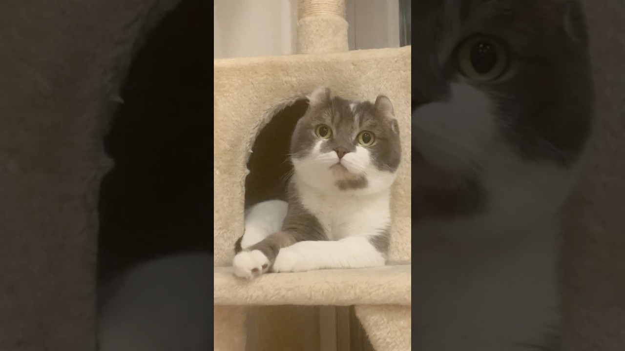 ジワジワと驚いているねこ #たぴ #アメリカンカール #猫好きさんと繋がりたい #猫のいる暮らし #cat #americancurl