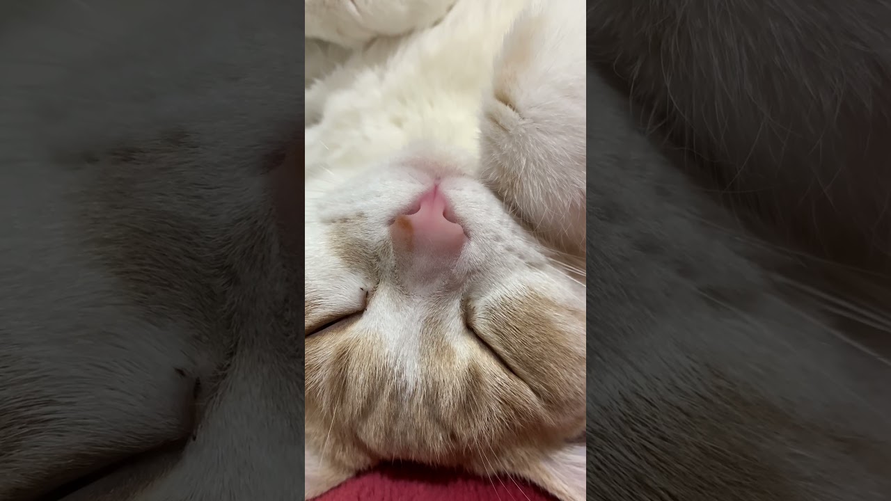 猫に近づきすぎて怒られる夫#猫 #cat